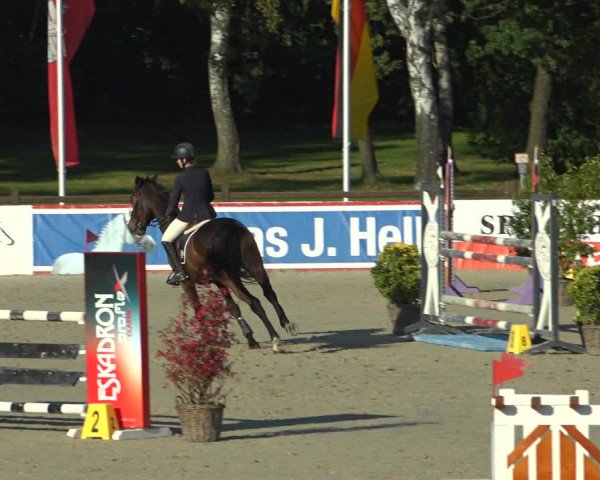 Reitturnier Westergellersen 2021