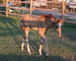 stallion Venustas Charmeur (Austrian Reitpony, 2024, from Kastanienhof Cockney Cracker)