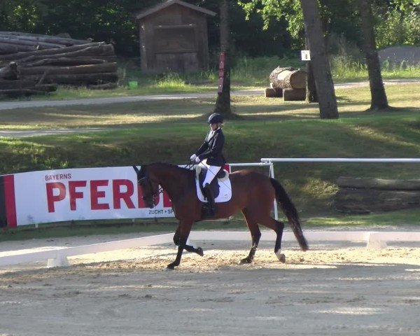 Reitturnier Stadl-Paura 2024