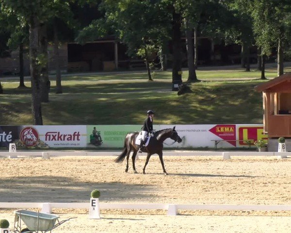 Reitturnier Stadl-Paura 2024