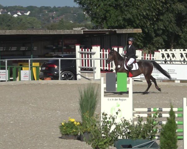 Reitturnier Stolberg-Büsbach 2024