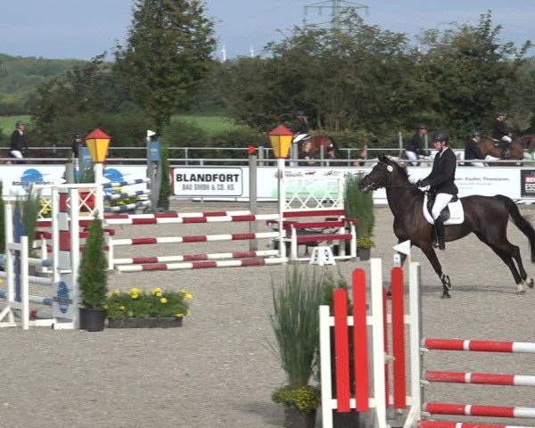 Reitturnier Stolberg-Büsbach 2024