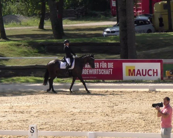 Reitturnier Stadl-Paura 2024