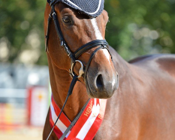 horse Major Tom 8 (German Sport Horse, 2020, from Million Dollar)