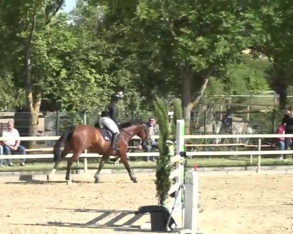 Video von Q´Galito