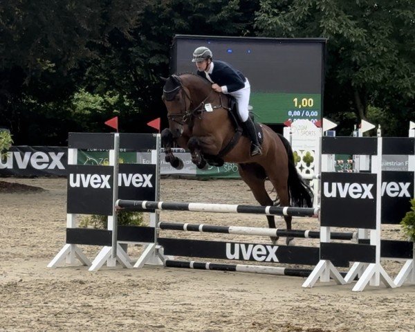 horse Best Choice 10 (Westphalian, 2019, from Balounito)