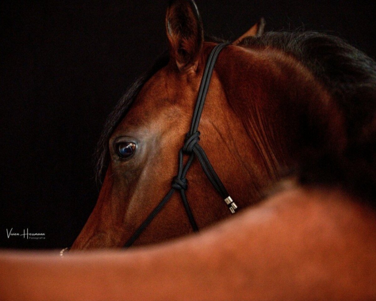 broodmare Devi H (German Riding Pony, 2015, from D-Day AT)