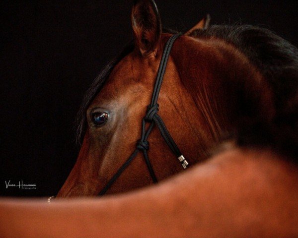 broodmare Devi H (German Riding Pony, 2015, from D-Day AT)