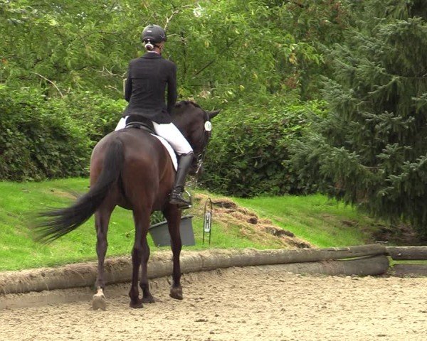 Reitturnier Datteln 2024