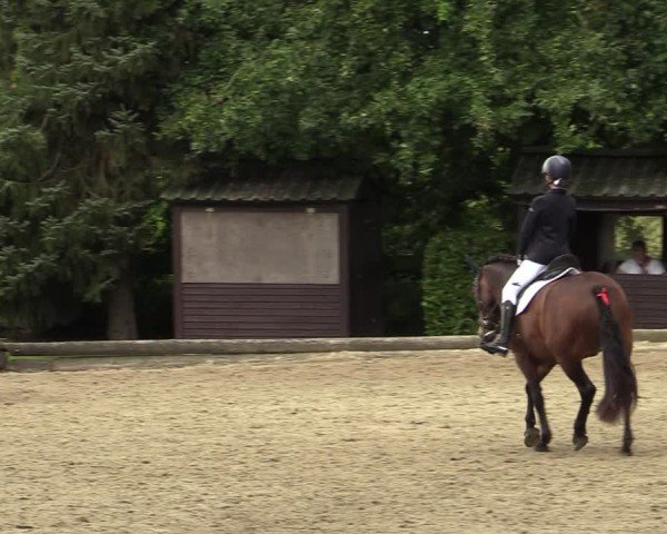 Reitturnier Datteln 2024