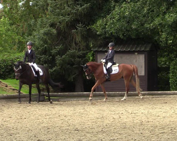 Reitturnier Datteln 2024