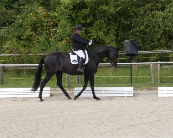 Reitturnier Köngen 2024