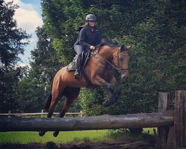 horse Makes me smile (Holsteiner, 2018, from Manchester van't Paradijs)