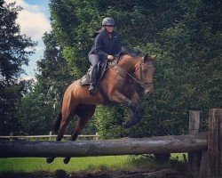 Pferd Makes me smile (Holsteiner, 2018, von Manchester van't Paradijs)