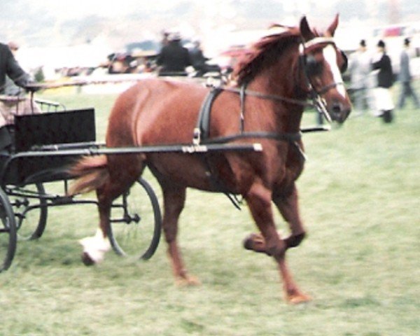 Pferd Penclose Rosyn (Welsh-Cob (Sek. D), 1974, von Honyton Michael ap Braint)