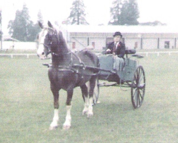 horse Pentrebrain Comet (Welsh-Cob (Sek. D), 1975, from Parc Welsh Flyer)