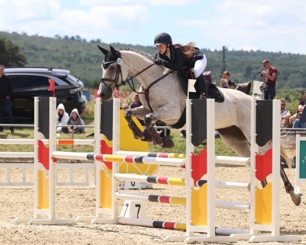 jumper Queen Bella Cortina (German Sport Horse, 2017, from Quick Star IV CH)