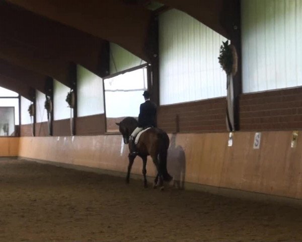 Reitturnier Iserlohn-Kalthof 2013