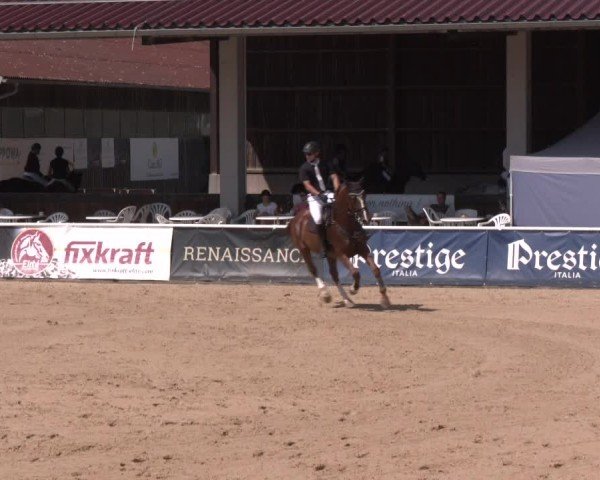 Reitturnier Ranshofen - Braunau am Inn 2024