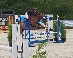 jumper Jeanny Deluxe (German Sport Horse, 2014, from Davidoff ox)