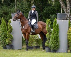 Springpferd Emil 204 (Oldenburger Springpferd, 2019, von Eldorado van de Zeshoek)