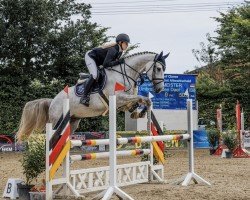 jumper Umbro van den Dael (Belgian Warmblood, 2020, from Chaiton F Z)