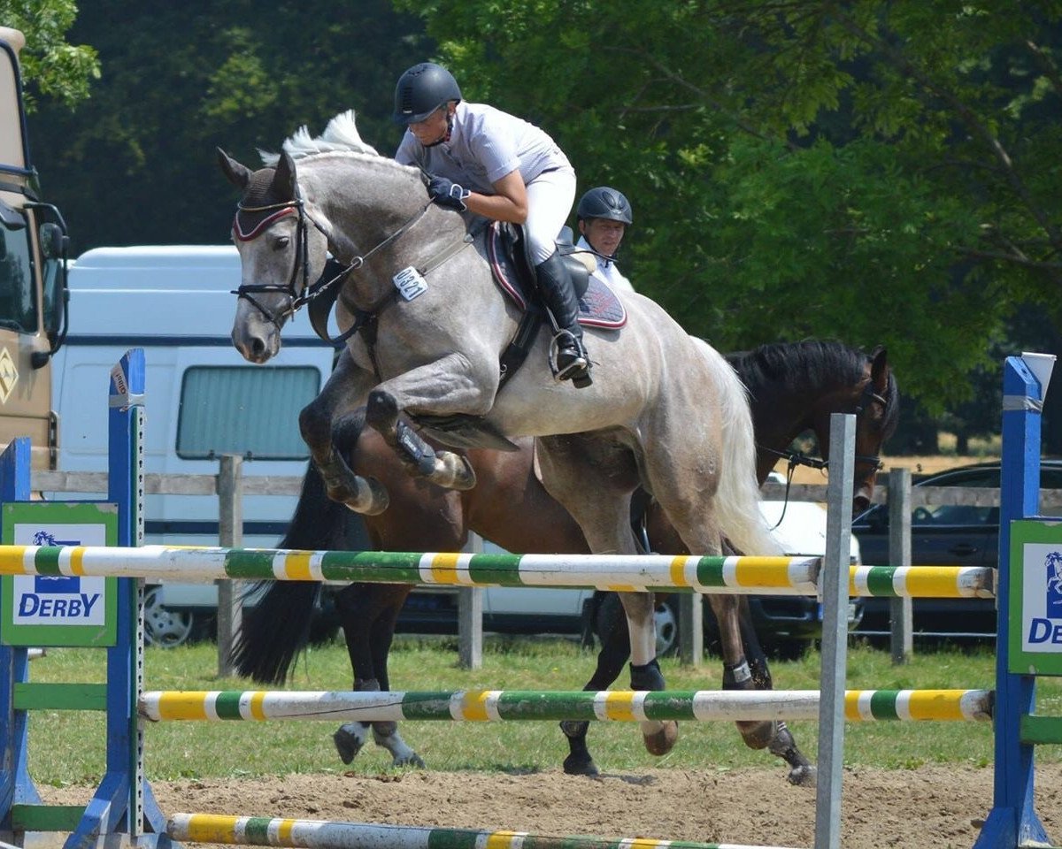 jumper Chariletto (Hanoverian, 2009, from Charilan)