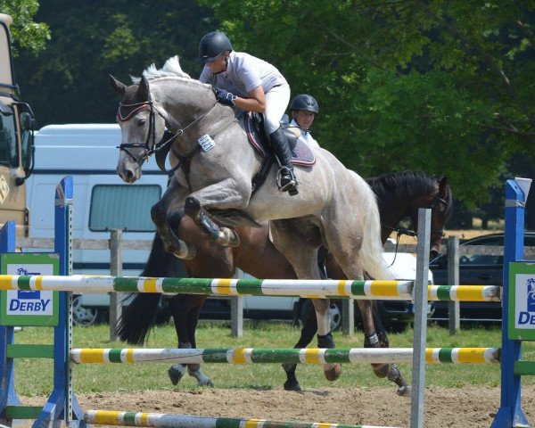 jumper Chariletto (Hanoverian, 2009, from Charilan)