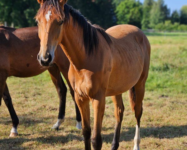 horse Ruveyda DK (Holsteiner, 2023, from Crack)