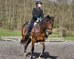 broodmare Emily Rooster (German Riding Pony, 2011, from Cadre)