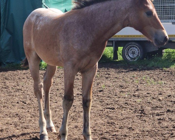 horse Darik DK (German Riding Pony, 2024, from Del Piero 25)
