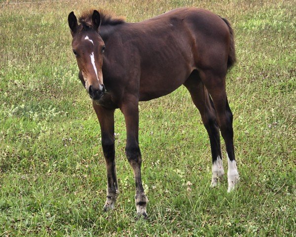 broodmare Sakura DK (Holsteiner, 2024, from Casall Ask)