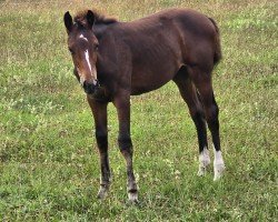broodmare Sakura DK (Holsteiner, 2024, from Casall Ask)