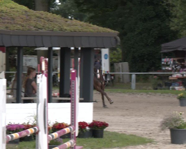 Reitturnier Datteln 2024