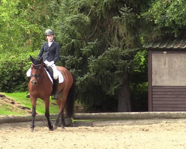 Reitturnier Datteln 2024