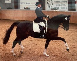 dressage horse Adam's Peak (Holsteiner, 1998, from Alcatraz)