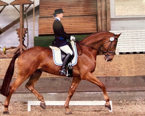 Dressurpferd Caro As S (Holsteiner, 1998, von Calido I)