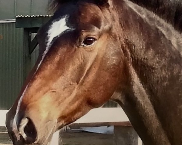 horse Fürst Riello (Hanoverian, 2010, from Fuerst Rousseau)