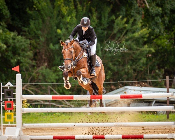 Springpferd Quitano 13 (Holsteiner, 2012, von Quidam de Revel)