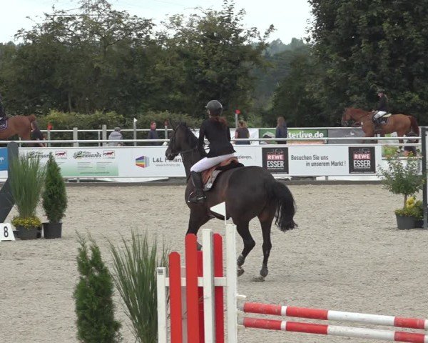 Reitturnier Stolberg-Büsbach 2024