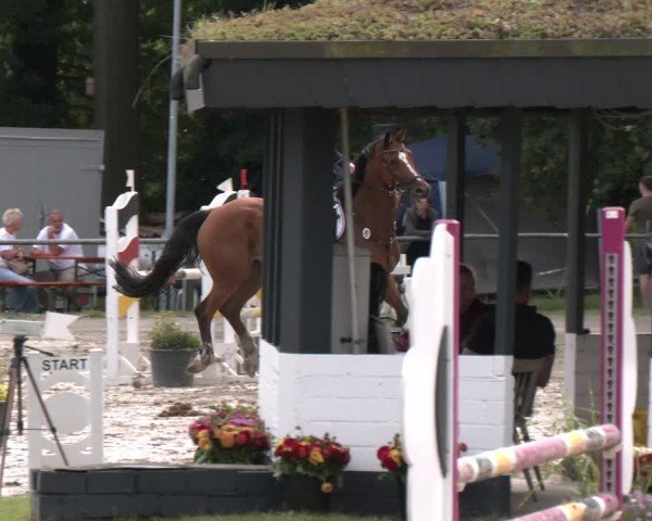 Reitturnier Datteln 2024