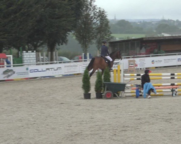 Reitturnier Stolberg-Büsbach 2024