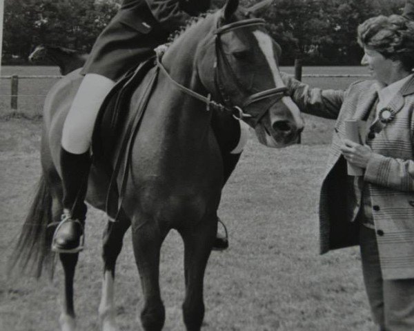 horse Klootwijkhoeve's Yentle (New Forest Pony, 1992, from Kantje's Ronaldo)