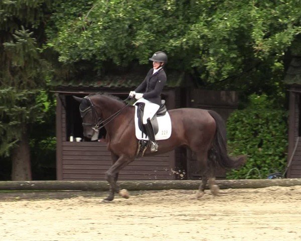 Reitturnier Datteln 2024