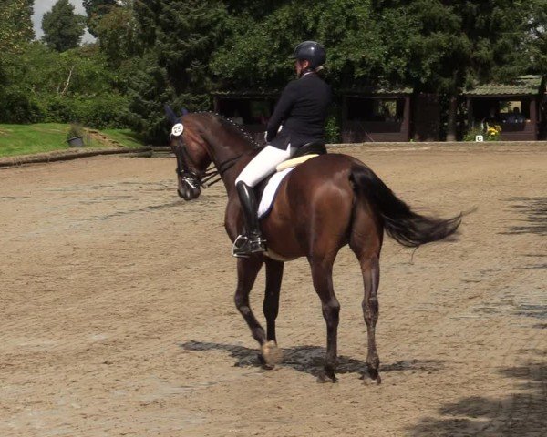 Reitturnier Datteln 2024