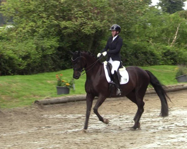 Reitturnier Datteln 2024