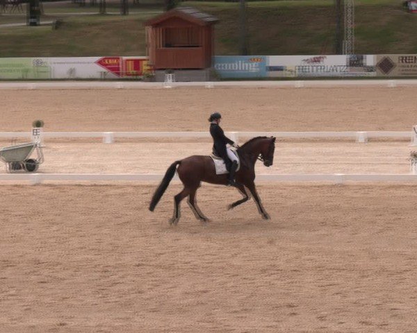 Reitturnier Stadl-Paura 2024