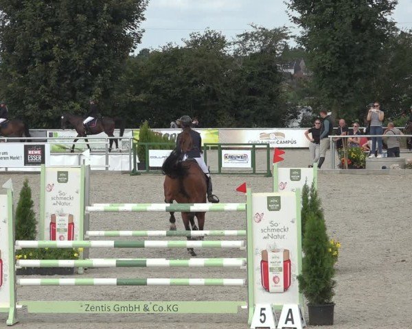 Reitturnier Stolberg-Büsbach 2024