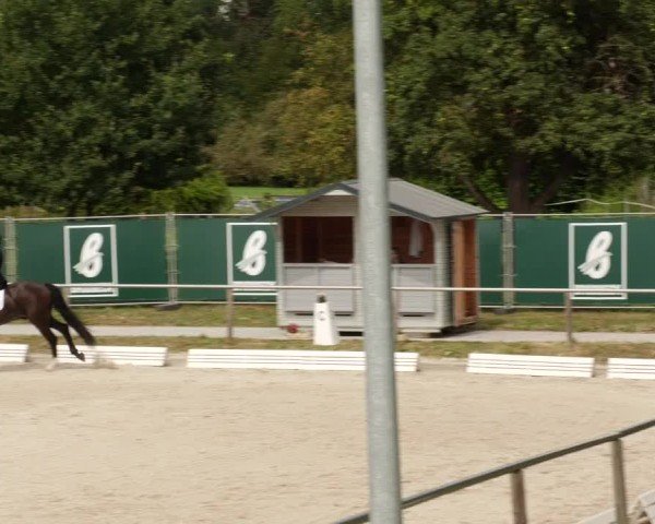 Reitturnier Köngen 2024