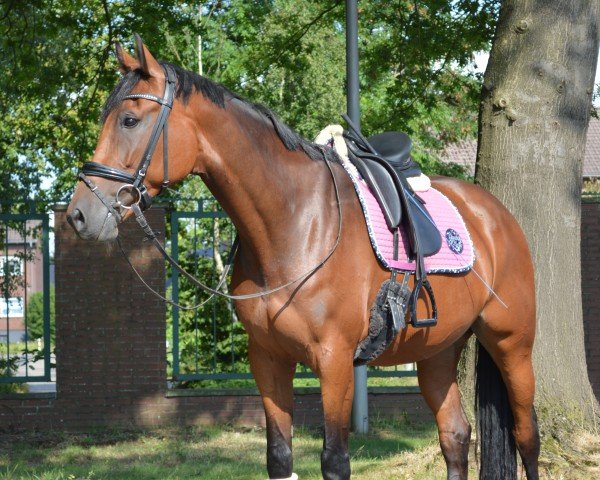 jumper Cleo Obolensky (German Sport Horse, 2017, from Cornet's Call Out)